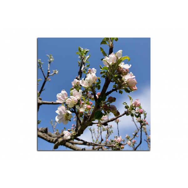 Obraz na plátně - Kvetoucí jabloň - čtverec